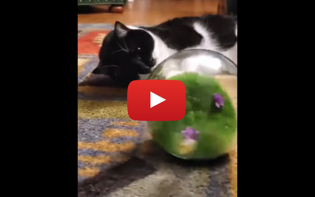 Jackson galaxy butterfly new arrivals ball cat toy
